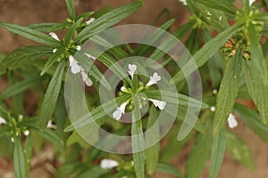 Leucas zeylanica, commonly known as Ceylon slitwort