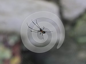 Leucauge argira species in the center of the spider\'s web