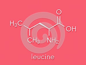 Leucine l-leucine, Leu, L amino acid molecule. Skeletal formula. photo