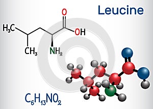 Leucine L- leucine, Leu, L molecule. It is essential amino acid. Structural chemical formula and molecule model photo