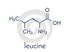 Leucine l-leucine, Leu, L amino acid molecule. Skeletal formula.