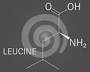 Leucine or l-leucine, Leu, L amino acid molecule. Skeletal formula.