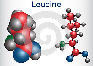 Leucine L- leucine, Leu, L molecule. It is essential amino acid. Molecule model
