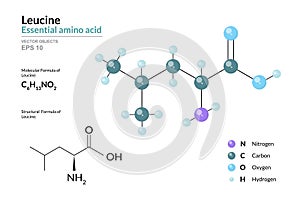 Leucine. Leu C6H13NO2. Essential Amino Acid. Structural Chemical Formula and Molecule 3d Model. Atoms with Color Coding. Vector photo