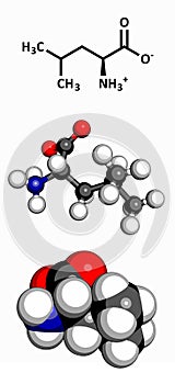 Leucine (Leu, L) amino acid, molecular model photo