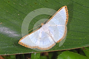 Leuciris fimbriaria Geometridae a small moth from Costa Rica