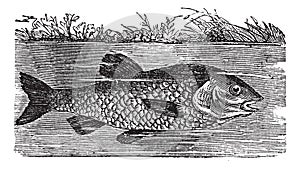 Leuciscus cephalus or European chub, vintage engraving