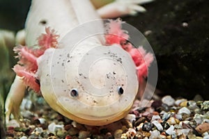 Leucist axolotl portrait, Ambystoma mexicanum