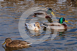 Leucistic albino mallard duck in the flock of usual mallard ducks