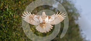 Leucistic albino red shouldered hawk flying with wings fully extended