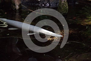 Leucistic Alligator gar Atractosteus spatula