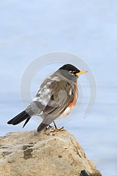 Leucistic American Robin