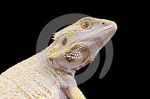 Leucistic bearded dragon / Pogona vitticeps