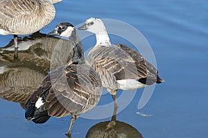 Leucistic Canada geese standing on ice