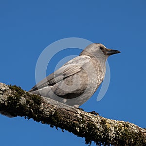 leucistic crow displays characteristics of lacking pigmentation