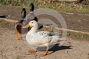 Leucistic female mallard duck with partial loss of pigmentation with a male drake mallard