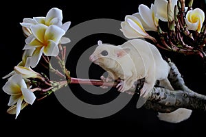 A leucistic sugar glider is looking for food.