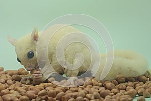 A leucistic sugar glider is looking for food.