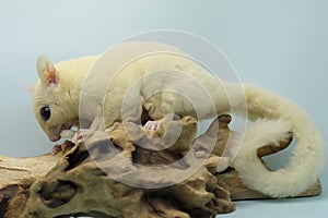 A leucistic sugar glider Petaurus breviceps is looking for food.