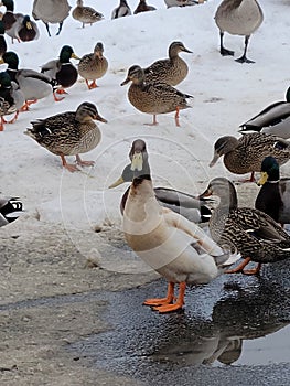 LeucisticDuck in Wildwood Zoo