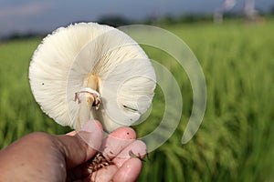 Leucoagaricus leucothites, white dapperling, or white Agaricus mushroom stem bottom side view  in the hand on blurry green paddy