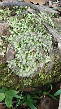 Leucobryum Moss or cushion moss