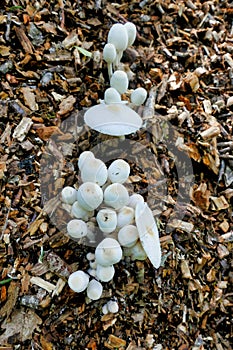 Leucocoprinus Cepaestipes Mushrooms