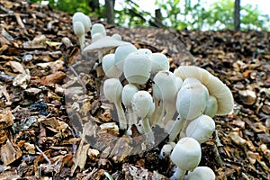 Leucocoprinus Cepaestipes Mushrooms