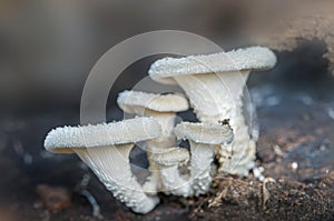 leucocoprinus cepaestipes mushrooms (also known as Onion-Stalked Lepiota) growing on a pile of wood chippings
