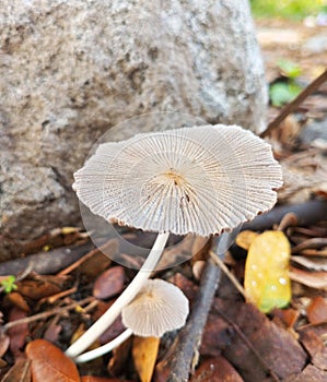 leucocoprinus fragilissimus, commonly known as the brittle dapperling