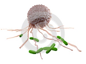 A leucocyte attacking bacteria