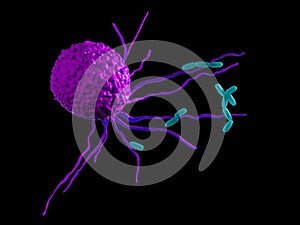A leucocyte attacking bacteria