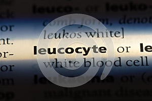 leucocyte