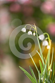 Leucojum aestivum, in the amaryllis family, aka summer snowflake or Loddon lily, Bokeh background
