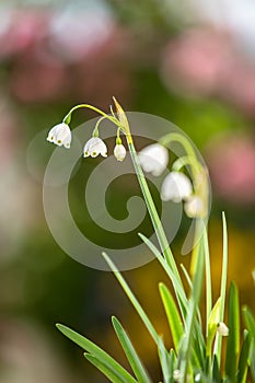 Leucojum aestivum, in the amaryllis family, aka summer snowflake or Loddon lily, Bokeh background