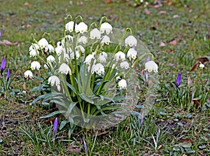 Leucojum aestivum with bell shape flowers