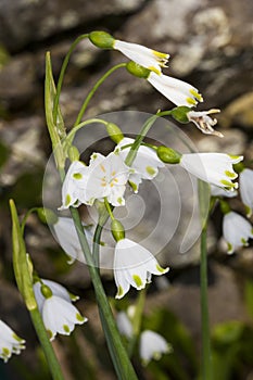 Leucojum aestivum `Gravetye Giant`