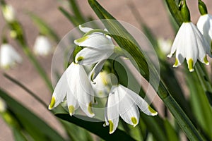 Leucojum aestivum `Gravetye Giant