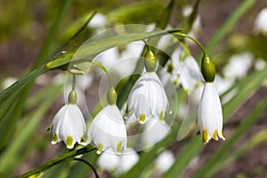 Leucojum aestivum `Gravetye Giant` photo