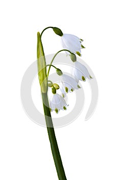 Leucojum aestivum `Gravetye Giant` photo