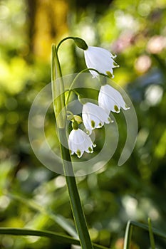 Leucojum aestivum `Gravetye Giant` photo