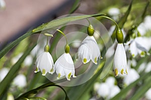 Leucojum aestivum `Gravetye Giant` photo