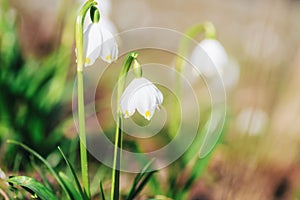 Leucojum aestivum's flowers blooming in sunny day in a forest. Closeup, blurred background