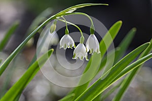 Leucojum aestivum summer snowflake bright white flowers in bloom, loddon lily bulbous flowering plant