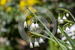 Leucojum aestivum summer snowflake bright white flowers in bloom, loddon lily bulbous flowering plant