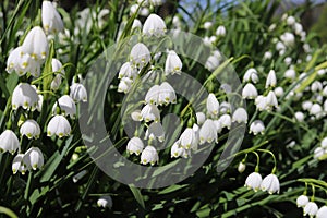 Leucojum aestivum, white bell shaped spring flower, commomly known as summer snowflake or Loddon lily. photo