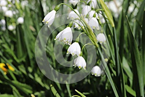 Leucojum aestivum, white bell shaped spring flower, commomly known as summer snowflake or Loddon lily. photo