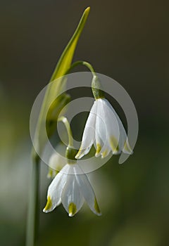 Leucojum flowers photo