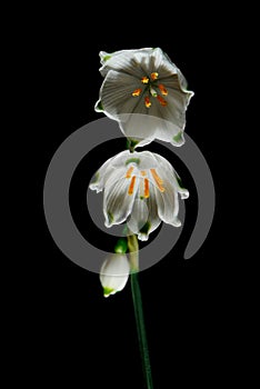 Leucojum flowers aka snowdrops and snowflakes, on black background