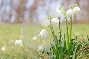 Leucojum spring snowdrops on shiny glade in forest